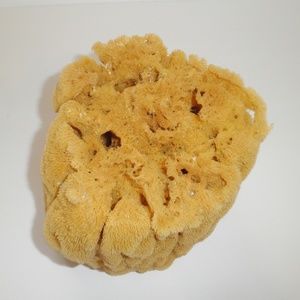 Anthropologie Accents - Large Natural SEA SPONGE unbleached Nautical Decor Anthropologie Accents - Large Natural SEA SPONGE unbleached Nautical Decor